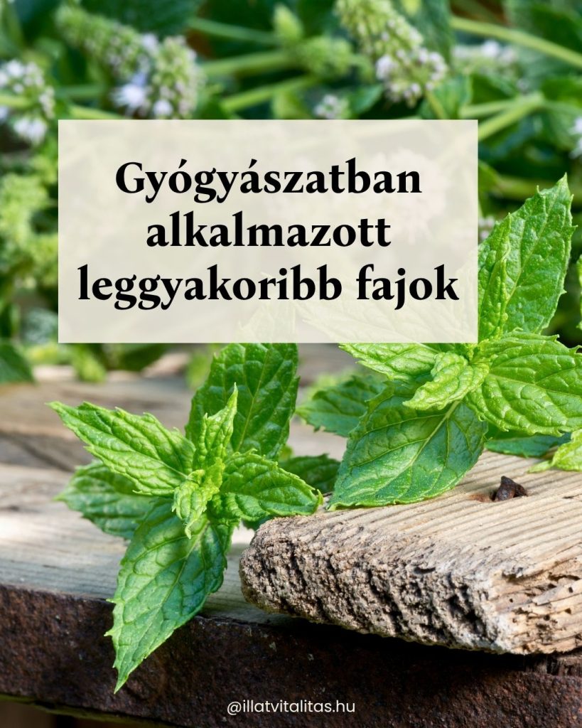 borsmenta illóolaj hűsítő gyógyerő a nyári hónapokra